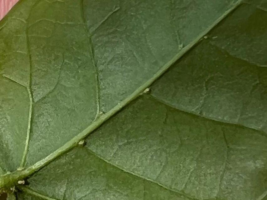 花卉叶子出现白点？可能的原因及解决办法？