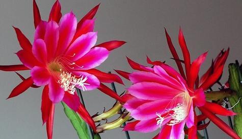 蟹爪兰的花朵形态像什么？
