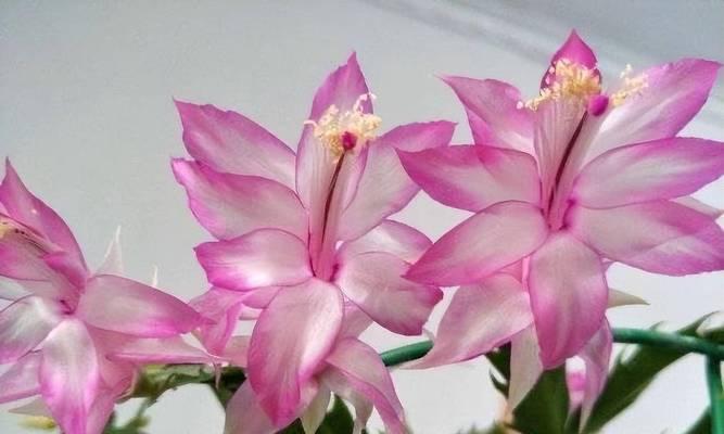 蟹爪兰的花朵形态像什么？