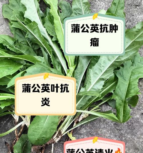 蒲公英的苗长什么样？如何区分蒲公英幼苗？