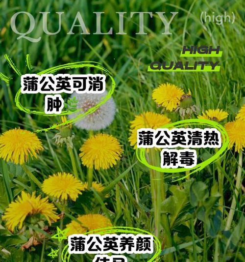 蒲公英的苗长什么样？如何区分蒲公英幼苗？