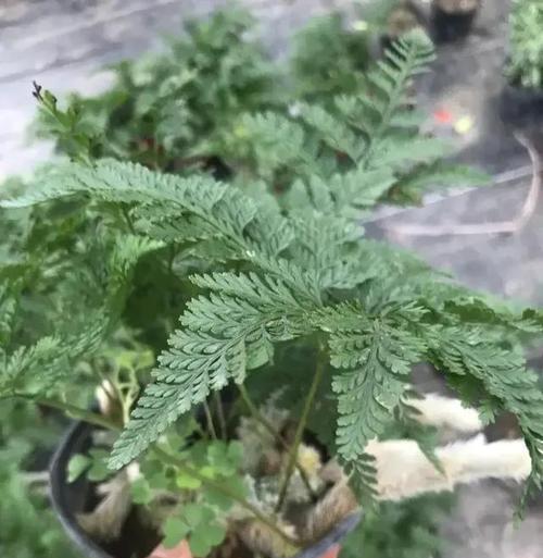 狼尾蕨的正确养护方法是什么？