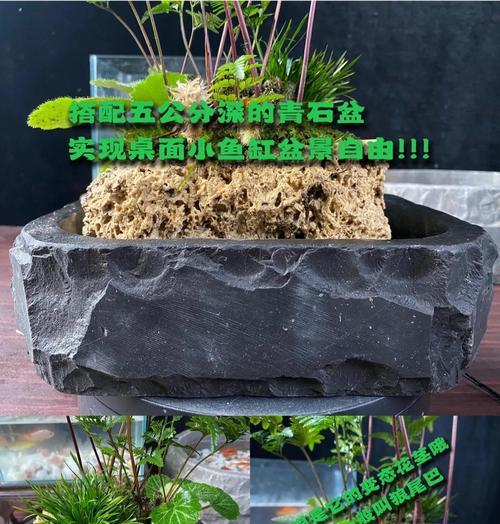 狼尾蕨的正确养护方法是什么？