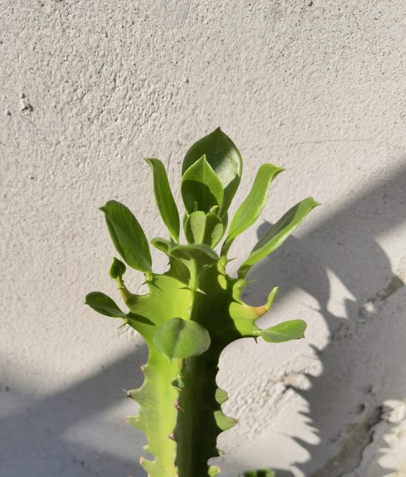 龙骨浇水需要注意什么？