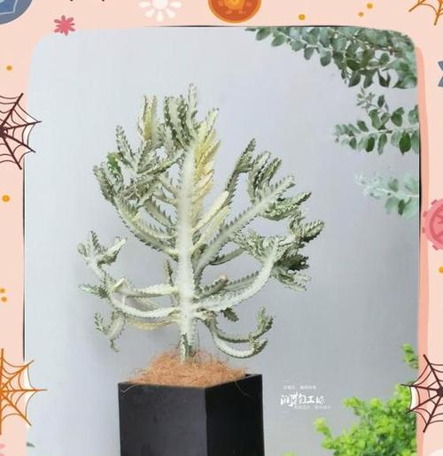 龙骨浇水需要注意什么？
