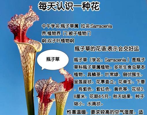 一年生草花品种有哪些？如何选择适合的品种？