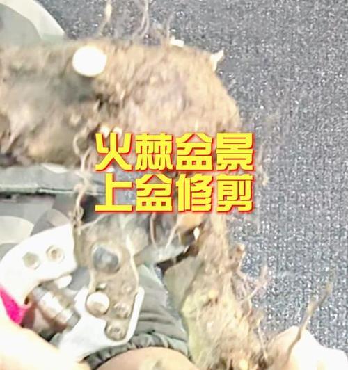 火棘修剪的最佳时机和方法是什么？