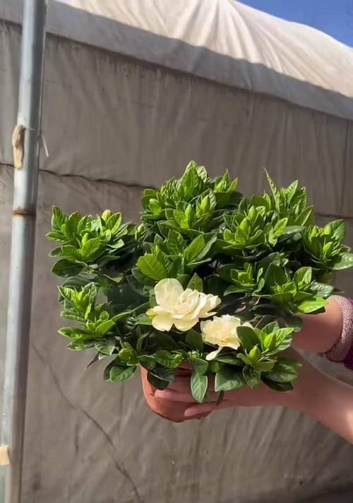 阳台栀子花的养殖技巧是什么？