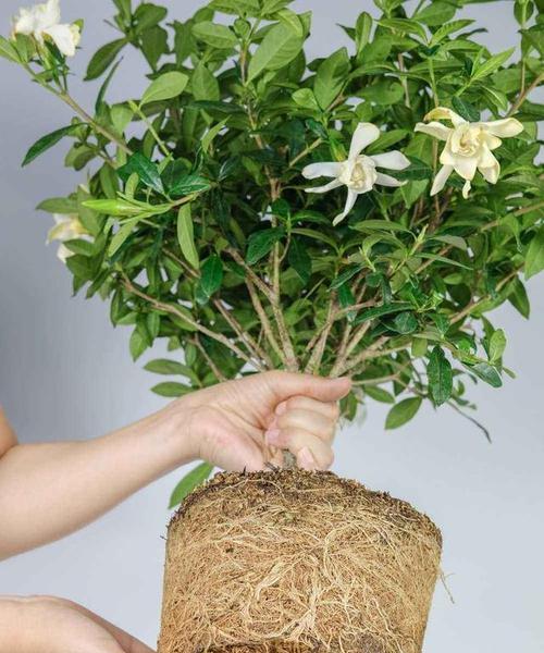 阳台栀子花的养殖技巧是什么？