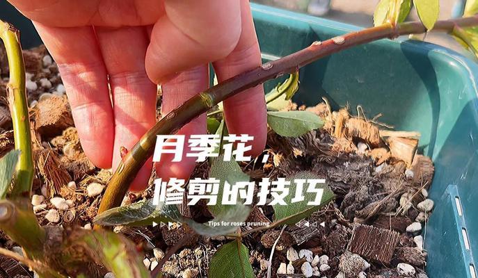 月季老品种有哪些？如何进行修剪和病虫害防治？