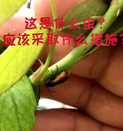 月季老品种有哪些？如何进行修剪和病虫害防治？