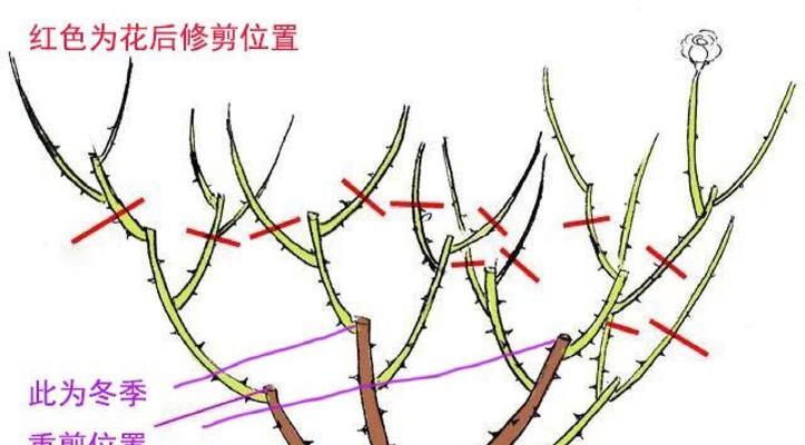 月季老品种有哪些？如何进行修剪和病虫害防治？