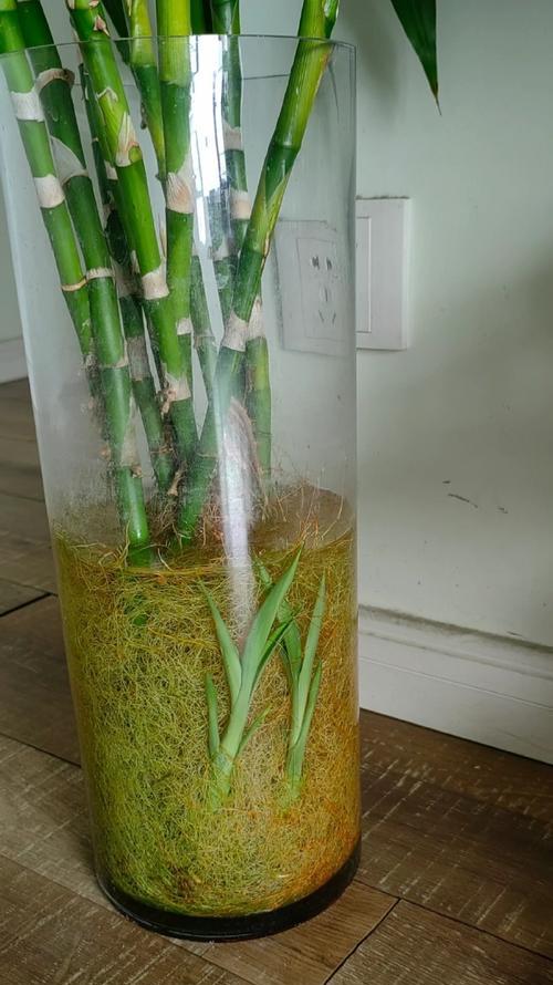 富贵竹根部腐烂了怎么处理？