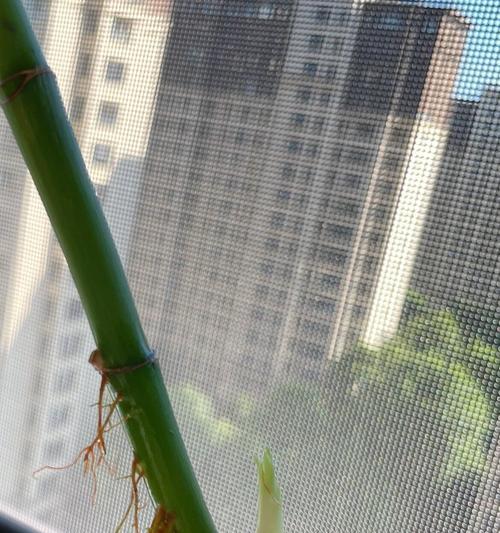 富贵竹根部腐烂了怎么处理？