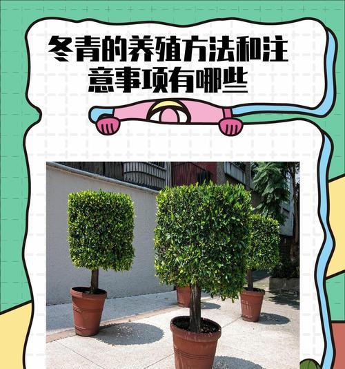 盆栽花卉的正确方法和注意事项有哪些？