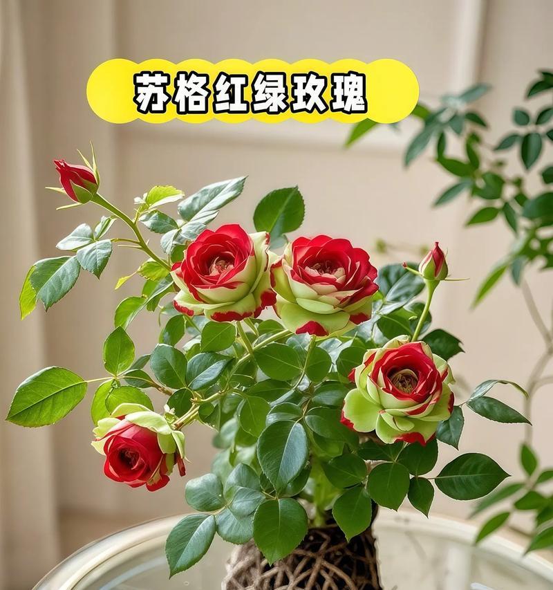 玫瑰花通常在哪个季节盛开？
