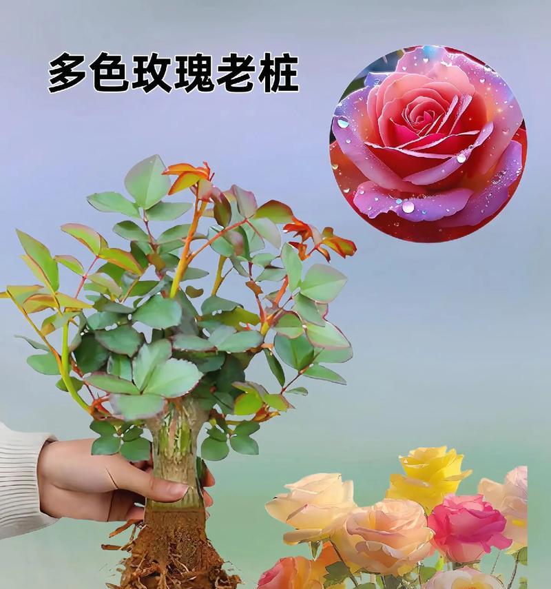 玫瑰花通常在哪个季节盛开？
