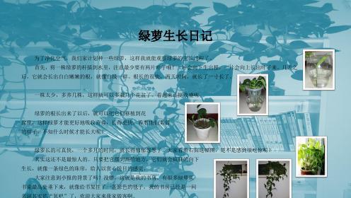 绿萝快速生长的秘诀是什么？有哪些有效方法？