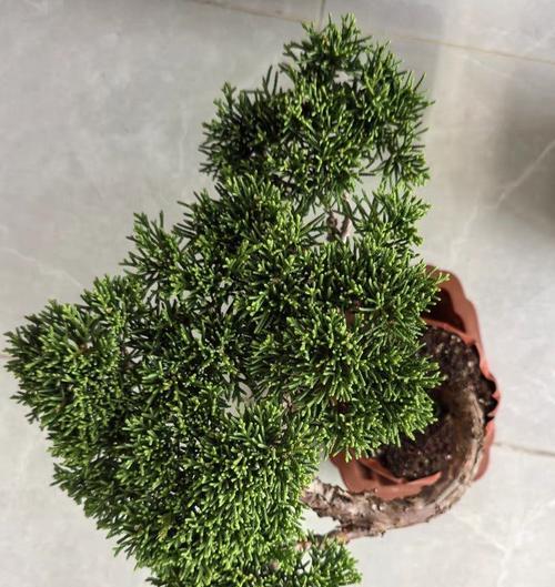 真柏快速生长的秘诀是什么？
