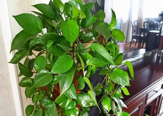 花卉叶子发黄的补救方法有哪些？如何恢复植物活力？