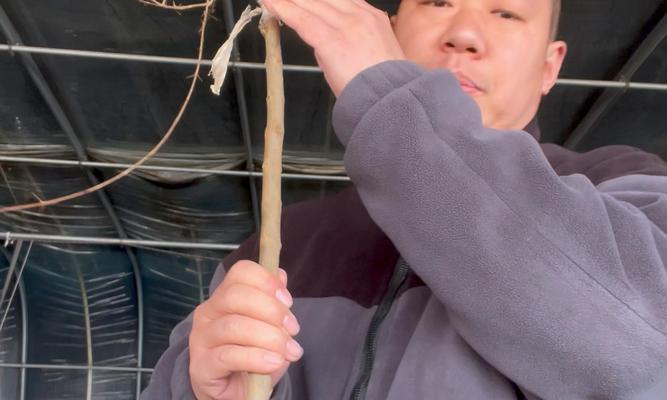 石榴树嫁接用什么方法？最佳嫁接时间是什么时候？
