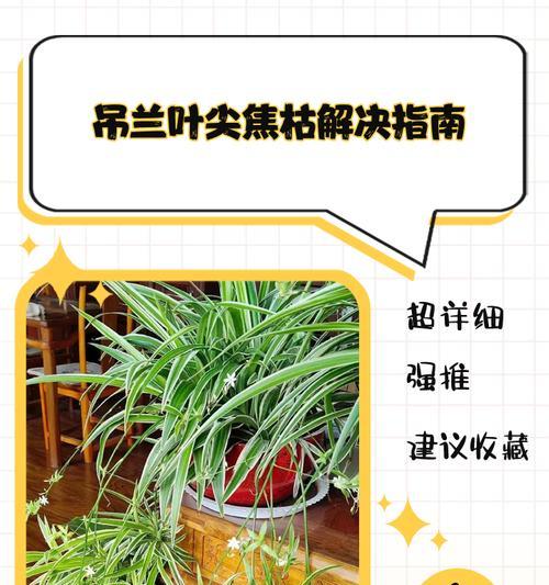吊兰叶尖为何会干枯？