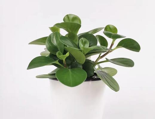 豆瓣绿的养护方法是什么？如何让豆瓣绿生长得更茂盛？