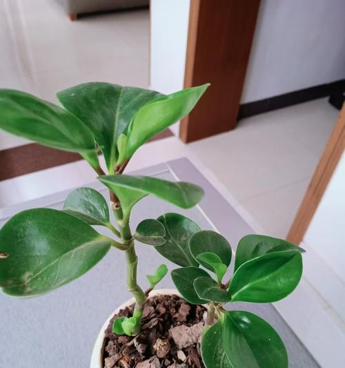 豆瓣绿的养护方法是什么？如何让豆瓣绿生长得更茂盛？