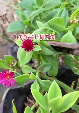 吊兰的日常养护要点是什么？如何处理吊兰黄叶？