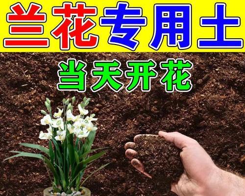 兰花种植需要哪种类型的土壤？
