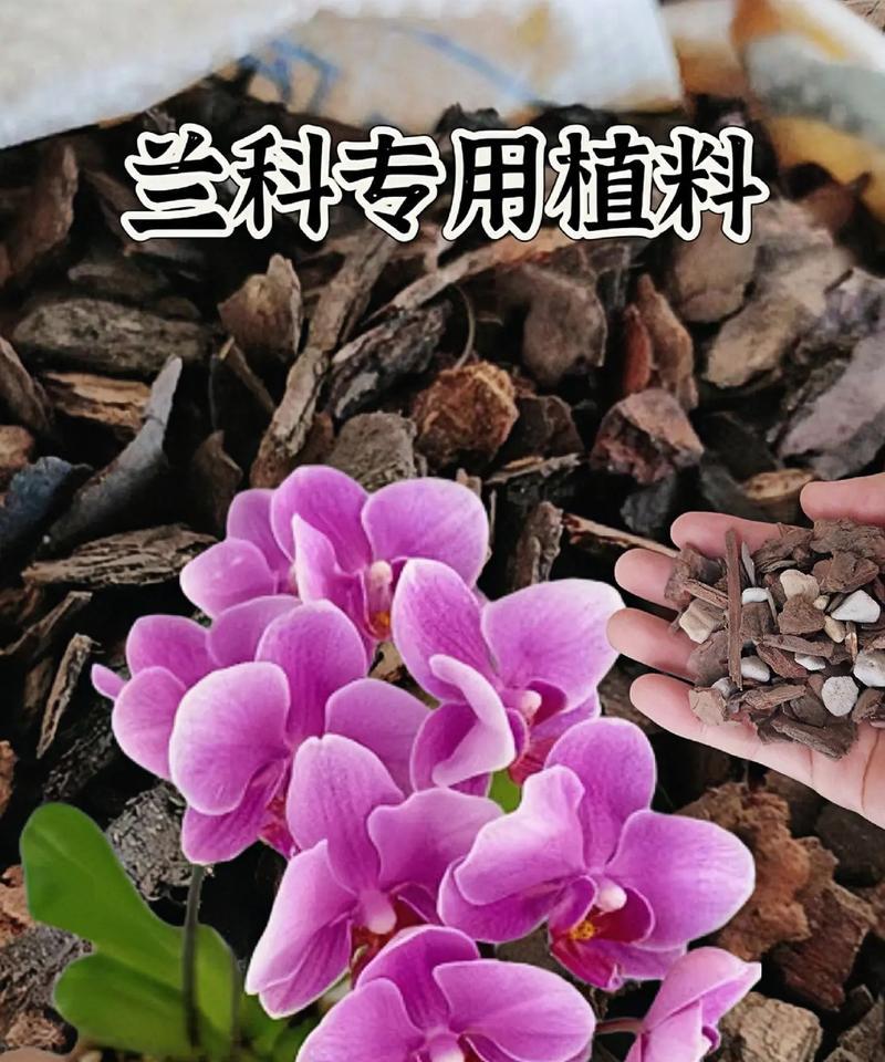 兰花种植需要哪种类型的土壤？