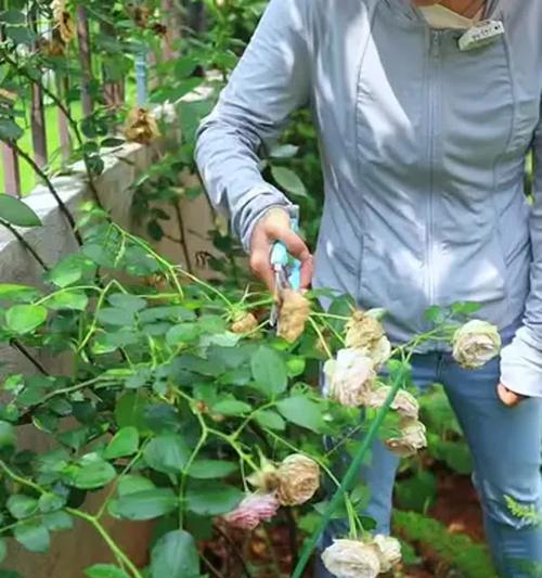 月季花施肥技巧是什么？正确施肥促进花开！
