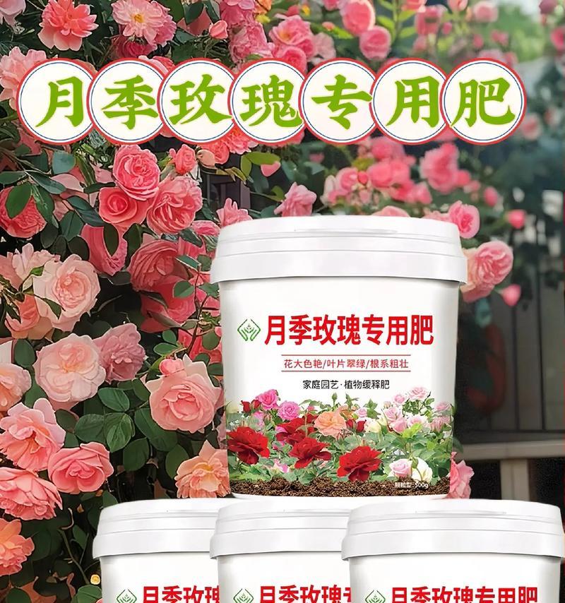 月季花施肥技巧是什么？正确施肥促进花开！