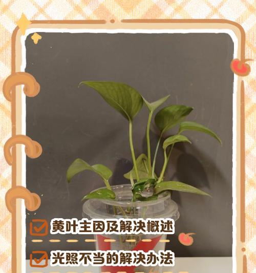 绿萝叶子发黄的解决方法是什么？