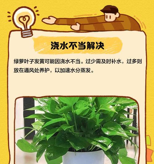 绿萝叶子发黄的解决方法是什么？