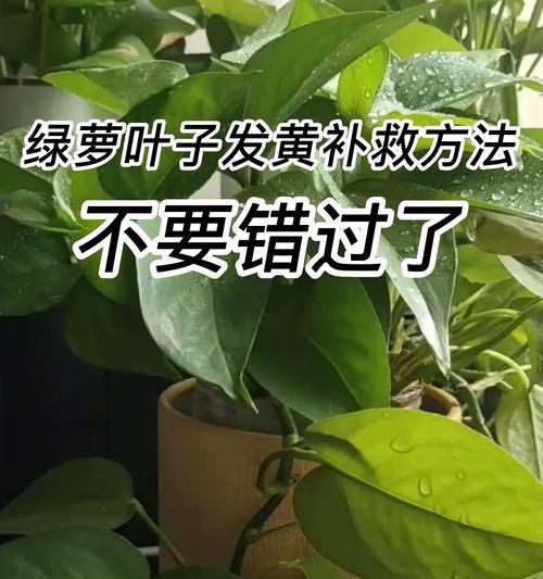 绿萝叶子发黄的解决方法是什么？