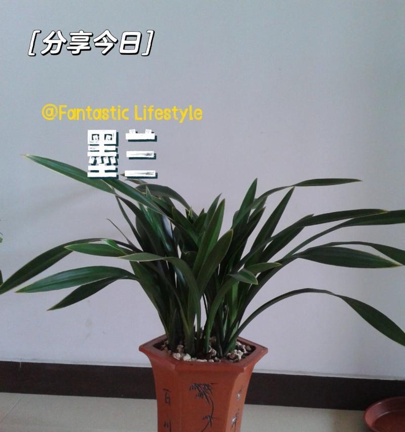 什么季节适合养兰花？兰花的最佳种植和养护季节是什么时候？
