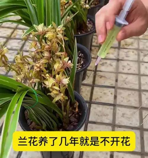 什么季节适合养兰花？兰花的最佳种植和养护季节是什么时候？