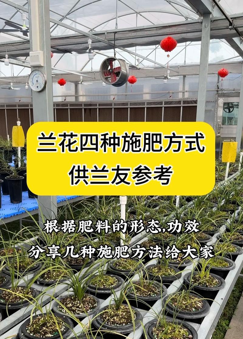 什么季节适合养兰花？兰花的最佳种植和养护季节是什么时候？