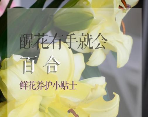 百合花的养护方法和常见问题解答？
