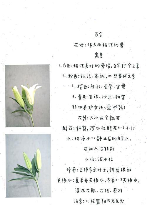 百合花的养护方法和常见问题解答？