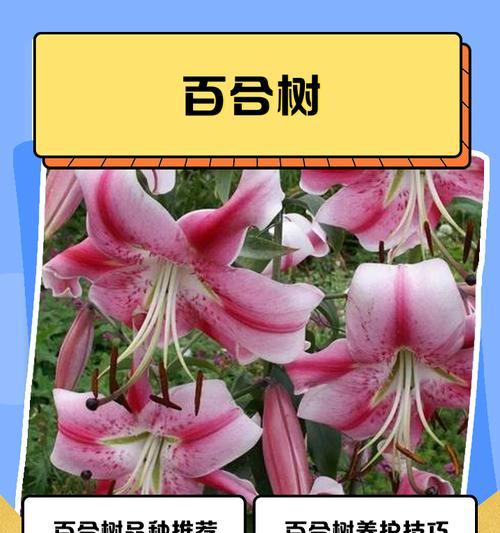 百合花的养护方法和常见问题解答？