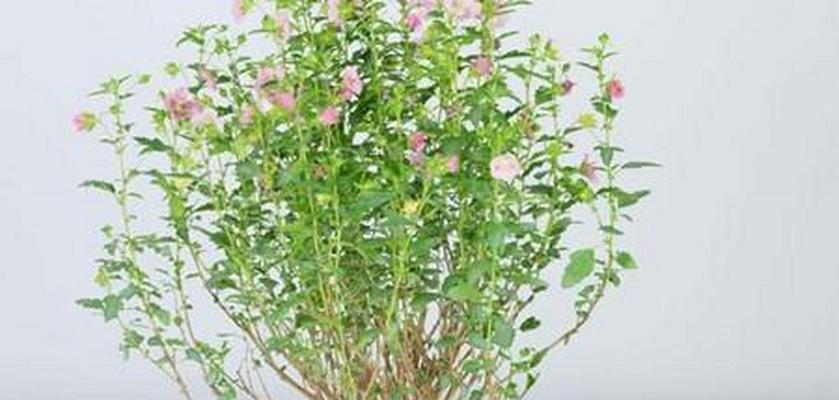 盆栽木槿花的浇水方法是什么？