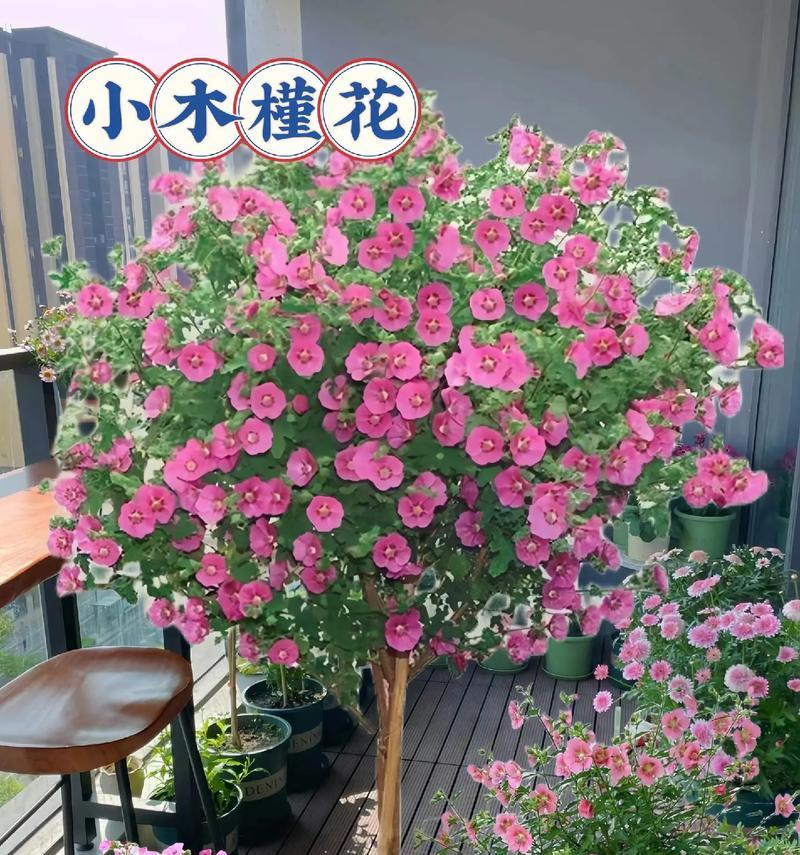 盆栽木槿花的浇水方法是什么？