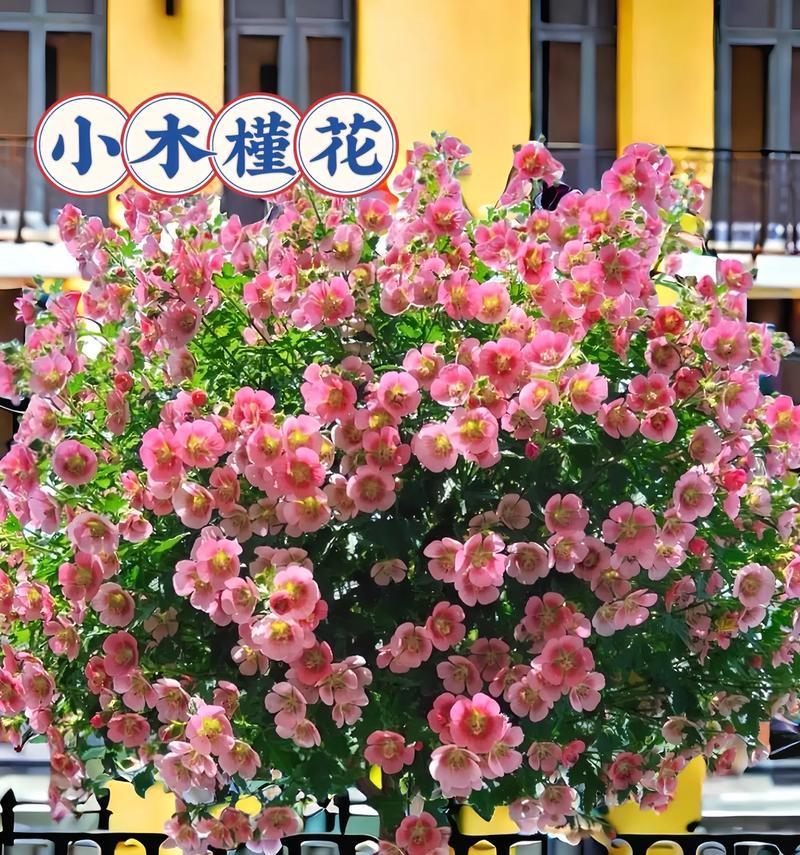 盆栽木槿花的浇水方法是什么？