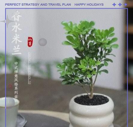 米兰花施肥的正确方法是什么？