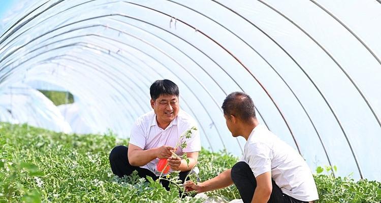 人工授粉的步骤和注意事项是什么？