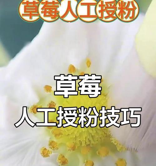 人工授粉的步骤和注意事项是什么？