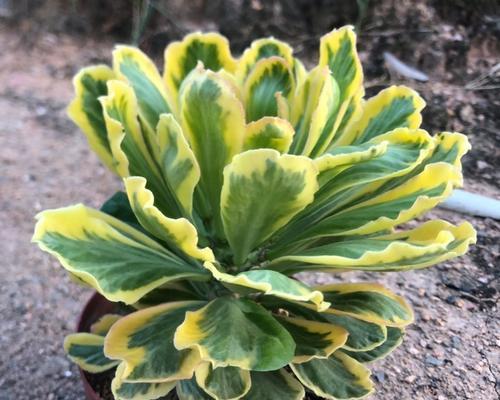 大戟科植物有哪些？大戟科植物的特性及用途是什么？