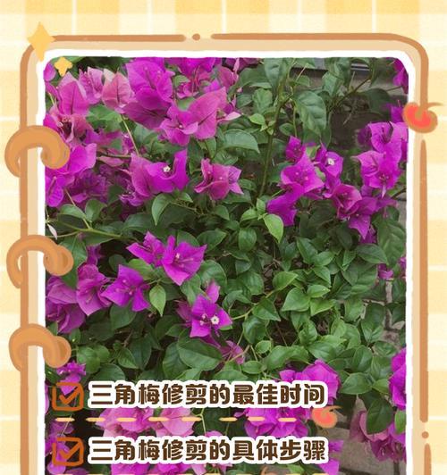 三角梅种子种植方法是什么？如何提高发芽率？